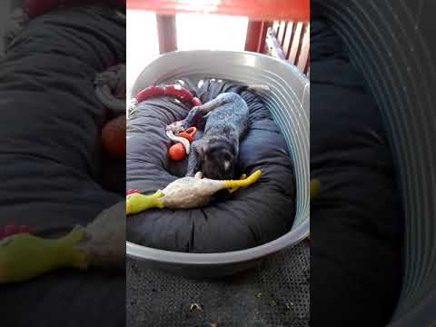 Gumicsirke, neked véged! / Rubber Chicken, you're done!