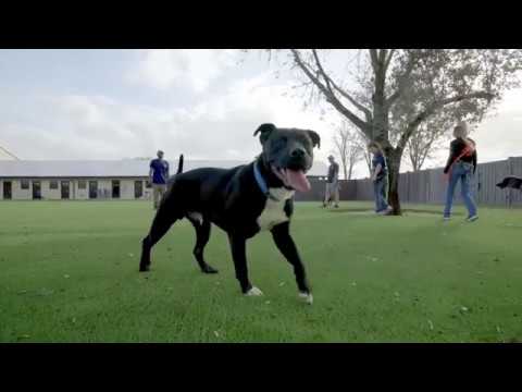 Big Dog Ranch & Rachael Ray Nutrish