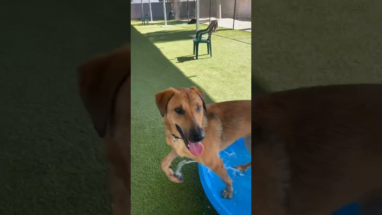 Enlarge Mister, a Adoptable mixed breed in Riverside, CA video 6/6