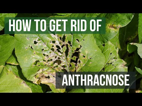 , title : 'How to Get Rid of Anthracnose (Leaf Spot Fungi)'