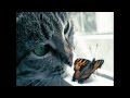 Кошки и бабочки 