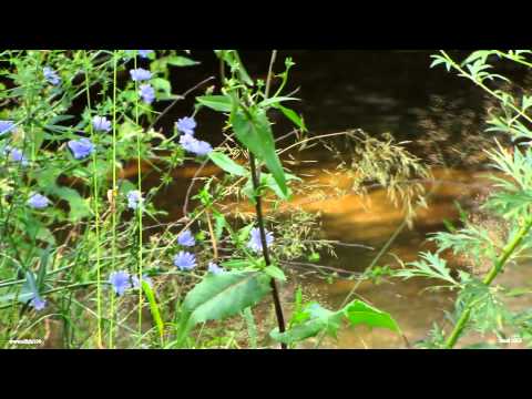 Sacel 2015 allida100