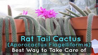 How to Take Care of a Rat Tail Cactus (Aporocactus Flagelliformis)