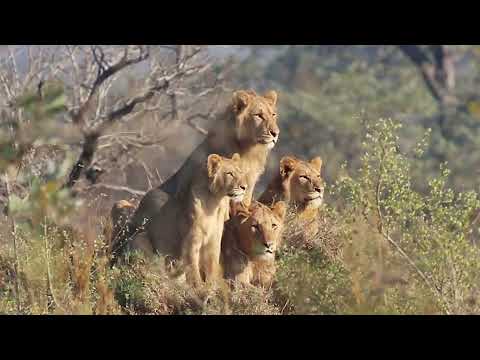Incredible Kruger National Park Lion Sighting
