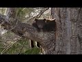 Black Bear Cubs Climbing Down Tree Wild Alaska BBC Earth