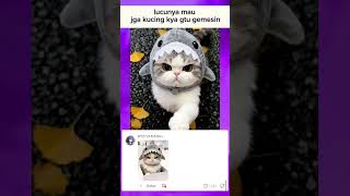 Download lagu lucunya 😻mau jga kucing kya gtu gemesin mp3