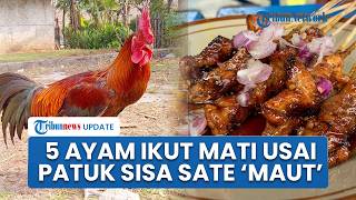 Fakta Perempuan Tewas di Boyolali Usai Makan Sate Kiriman Menantu, 5 Ayam Mati Usai Patuk Bumbu Sate