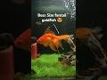 Boss Size Fantail Goldfish Aquarium Shorts Short Aquarium Goldfish Aquariumfish Viral Fish