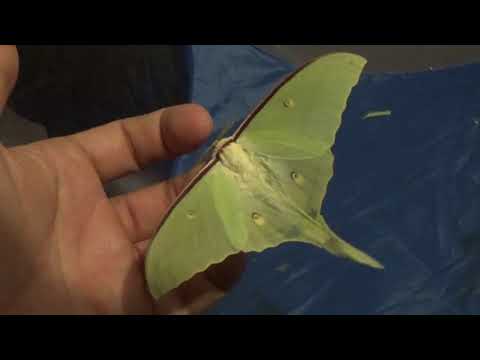 BREEDING HYBRIDS: Actias gnoma x selene (m) pairs with Actias gnoma x selene (f)
