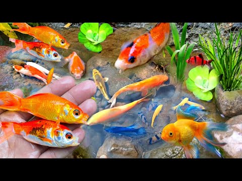 Crazy Colorful Fish Caught from Backyard Pond!