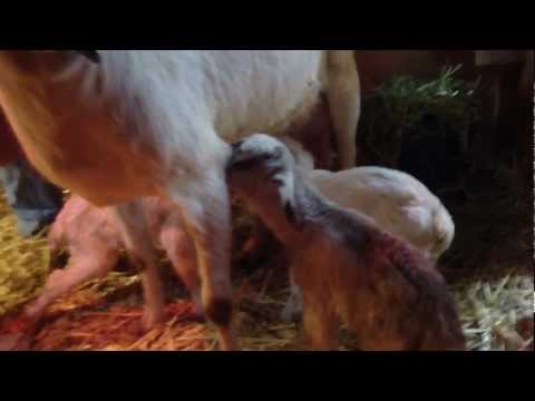 baby goats 2