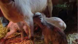 baby goats 2