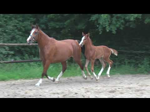 Edison (Emerald  van 't Ruytershof x Quasimodo van de Molendreef x Grosso Z x Argentan)