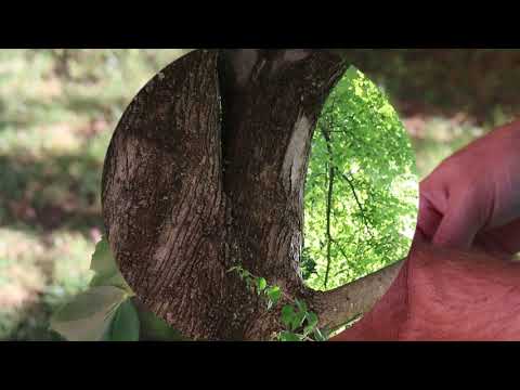 レッドカエデ「オクトーバーグローリー」 植物