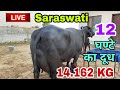 Live 3rd Milking World Champion SARASWATI 6 Month Delivered 3 Month Pregnant