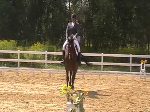 Debiut ujeżdzeniowy Gerwazego. Klasa P1 17.08.2013 Goldenhorse