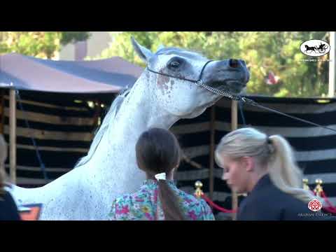 N 76 CHANTILLY NK   Jordan Bred Show 2022   Mares 6 9 Years Old Class 11