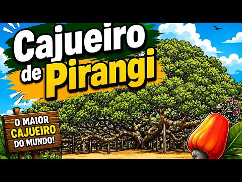 O Maior Cajueiro do Mundo  - Rio Grande do Norte 