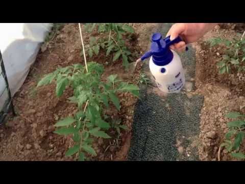 Фитофтора томатов: эффективные меры борьбы