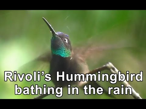 Rivoli's Hummingbird bathing in the rain