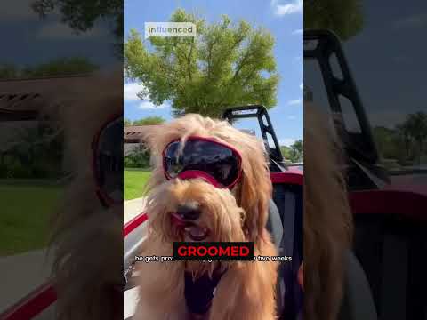 Top YouTube Shorts of 2022!