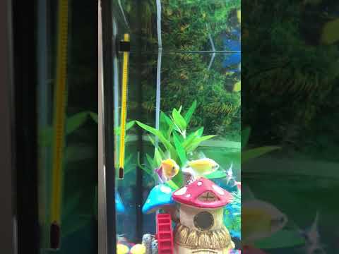 How to feed Glofish with blood worms