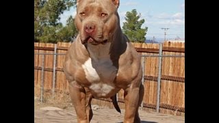 LE COUSIN A KAARIS MONTRE SON PITBULL DE 100KL