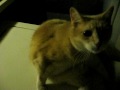 Cat On A Washing Machine