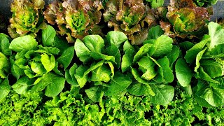 Head Lettuce: How to Harvest, Wash, & Pack for the Farmers Market
