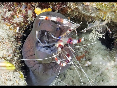 Giant Moray and Cleaner Shrimp in Maldives Pt 2