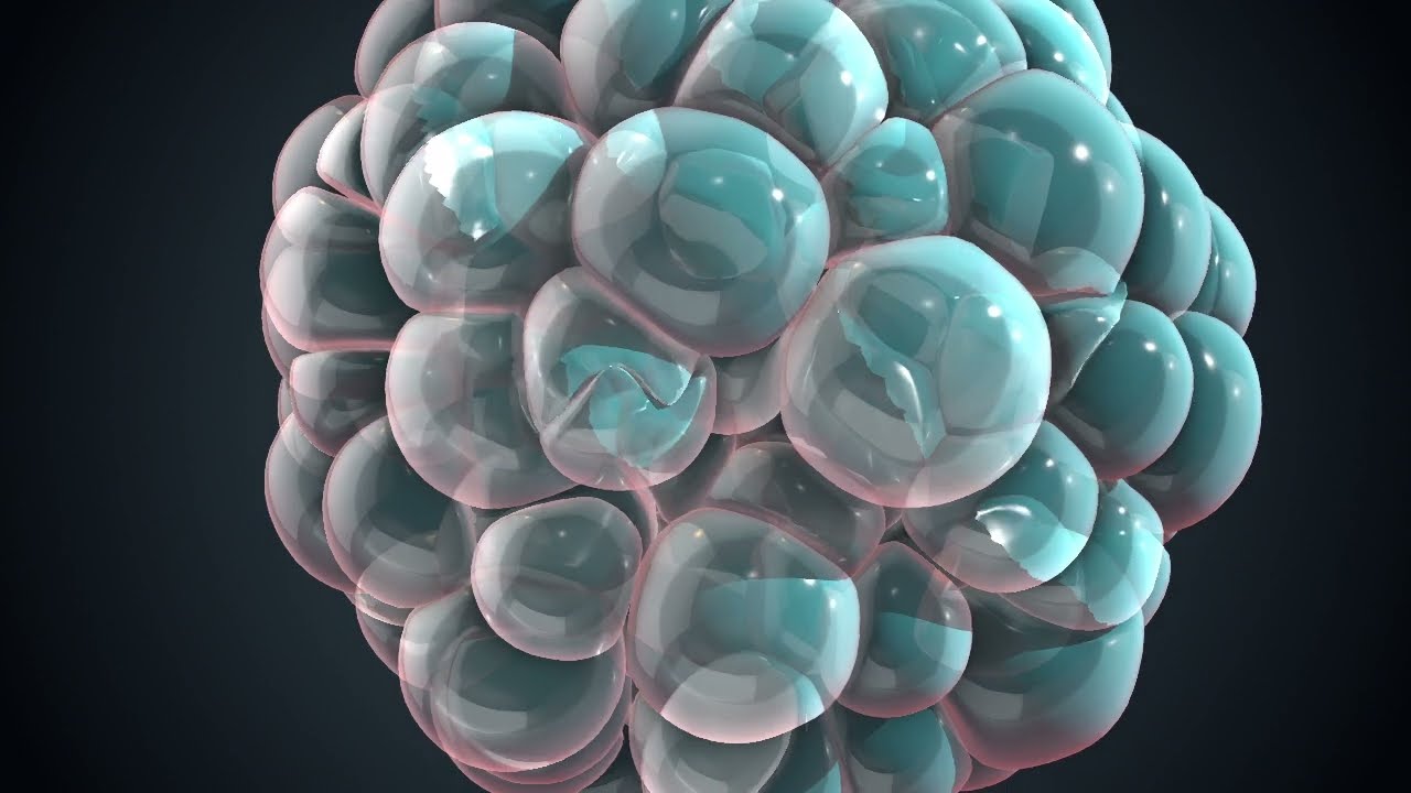 Деление клеток Алембическая последовательность 3D Модель