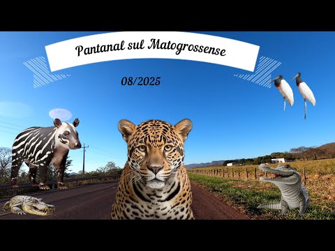 4k-Corumbá, Queen of the Pantanal, Mato Grosso do Sul - Brazil