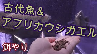 お久しぶりです。生体へ餌を与えまする!!!