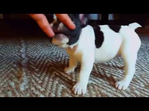 Dhara the Dog - Buldogue Francesa 55 Dias de Vida