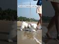 Dog Friendly Itinerary For Pondicherry Shorts Dogs Roadtrip Pondicherry Bangalore