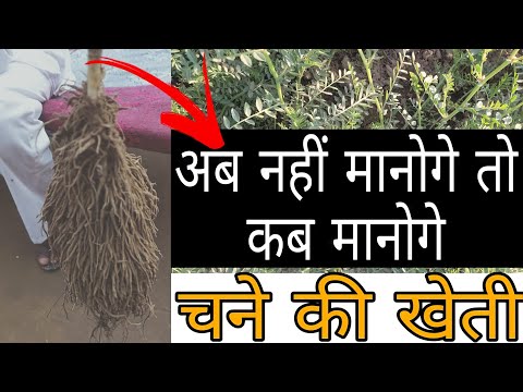 chane ki jayda pedawar | chane ki growth Kaise badhaye | chane ki kheti | #farmer #kisan