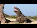 Komodo Dragon Yawns Opens Its Mouth Wide