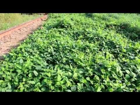 Iron Clay Pea-Rolling Multiple Times