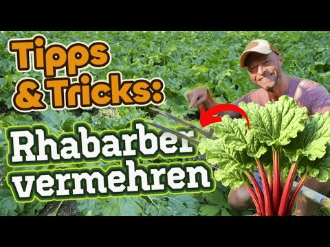 Erfolgreich Rhabarber teilen & vermehren! (Zeitpunkt, Tipps, Anleitung)