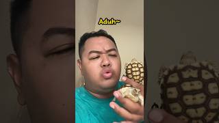 Download lagu Sulcata BERISIK?! | Suara Kura-kura Darat Sulcata mp3