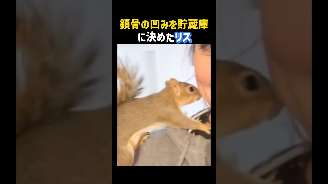 鎖骨の凹みを貯蔵庫に決めたリス‼️