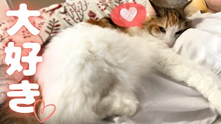 飼い主が妊娠してから、抱っこ嫌いの北欧猫が甘えん坊になりました【保護猫/シャム猫/シャムミックス＆ノルウェージャンフォレストキャット】#cat #japanesecat