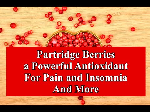 Partridge Berries a Powerful Antioxidant For Pain and Insomnia and More