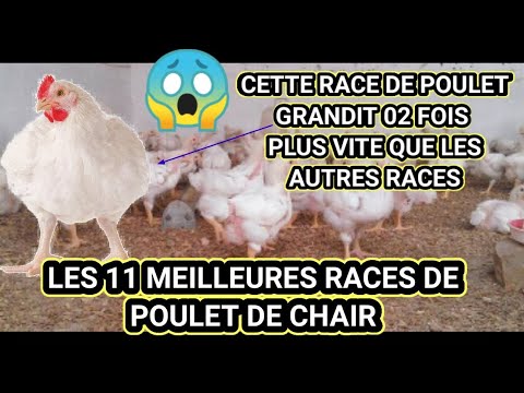 , title : 'LES 11 MEILLEURES RACES DE POULET DE CHAIR'