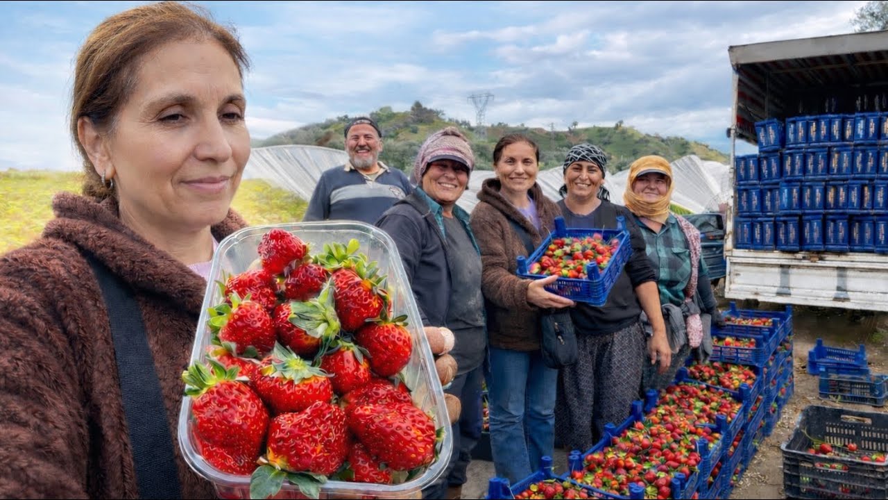 ÇİLEK HASADINA DENK GELDİK / GÜNLÜK 1000 TL‼️, ÇALIŞANLARIN NEŞESİ MEST ETTİ / NAZİLLİ VLOG