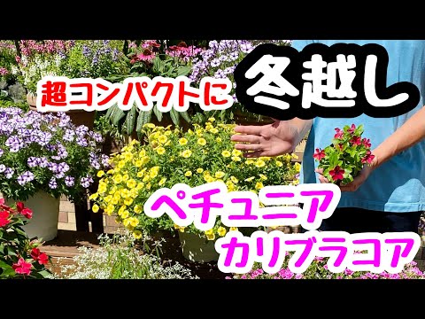 園芸 鉢植えのペチュニアの越冬