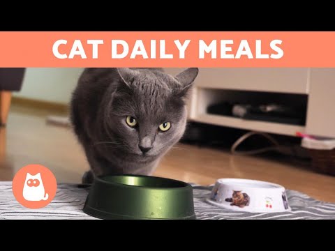 How Often Should a CAT EAT? 🐱 (Newborns, Kittens and Adults)