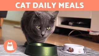 How Often Should a CAT EAT? 🐱 (Newborns, Kittens and Adults)