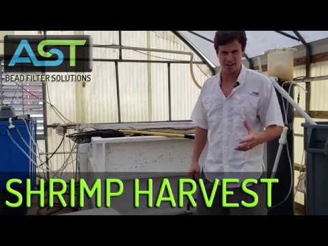 循環型養殖システムからのホワイトレッグシュリンプの収穫 (AST FIT). (Whiteleg Shrimp Harvest from Recirculating Aquaculture System (AST FIT))