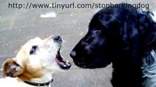 How to Train a Dog Not To Bark - Part 1